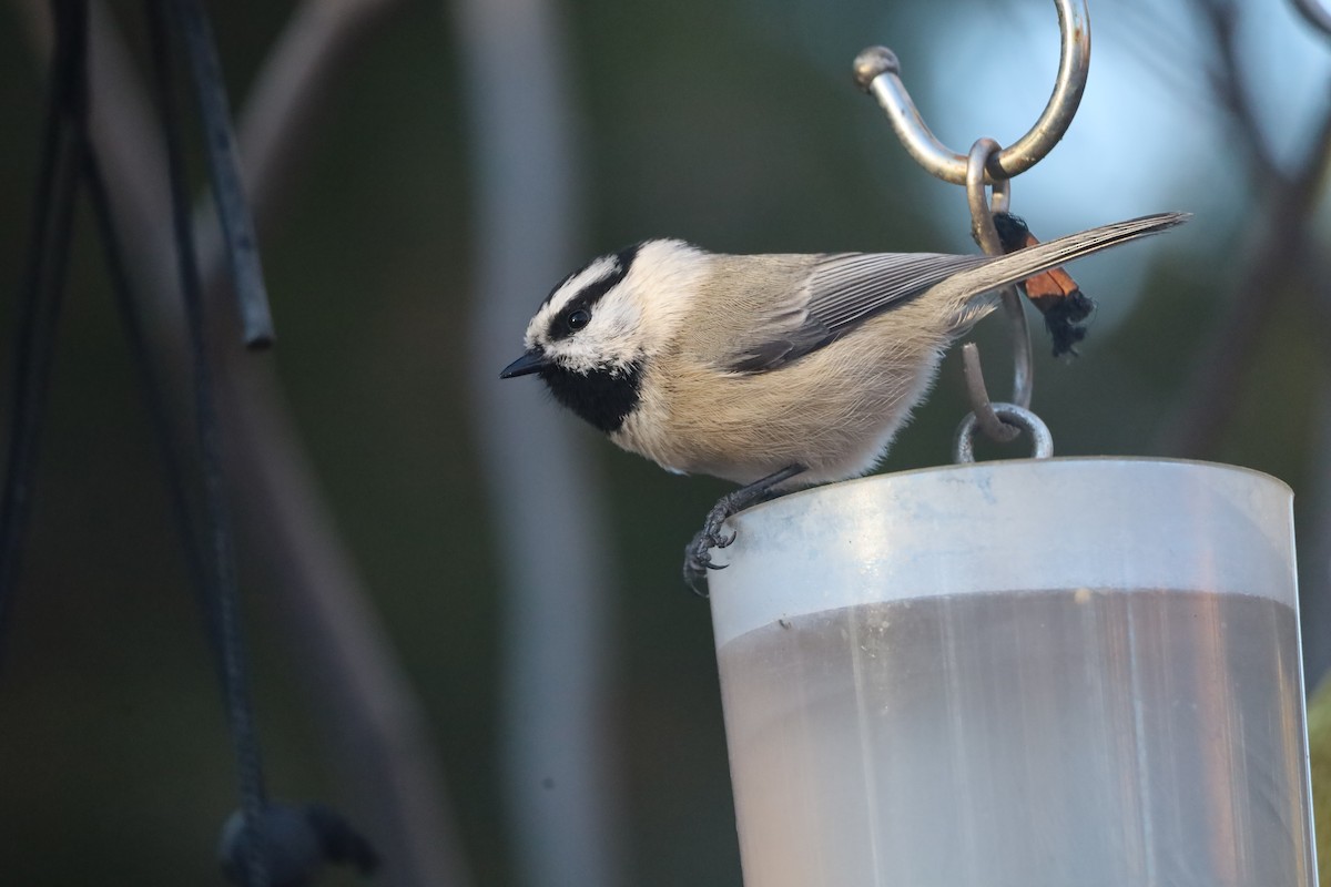 Mountain Chickadee - ML646247293
