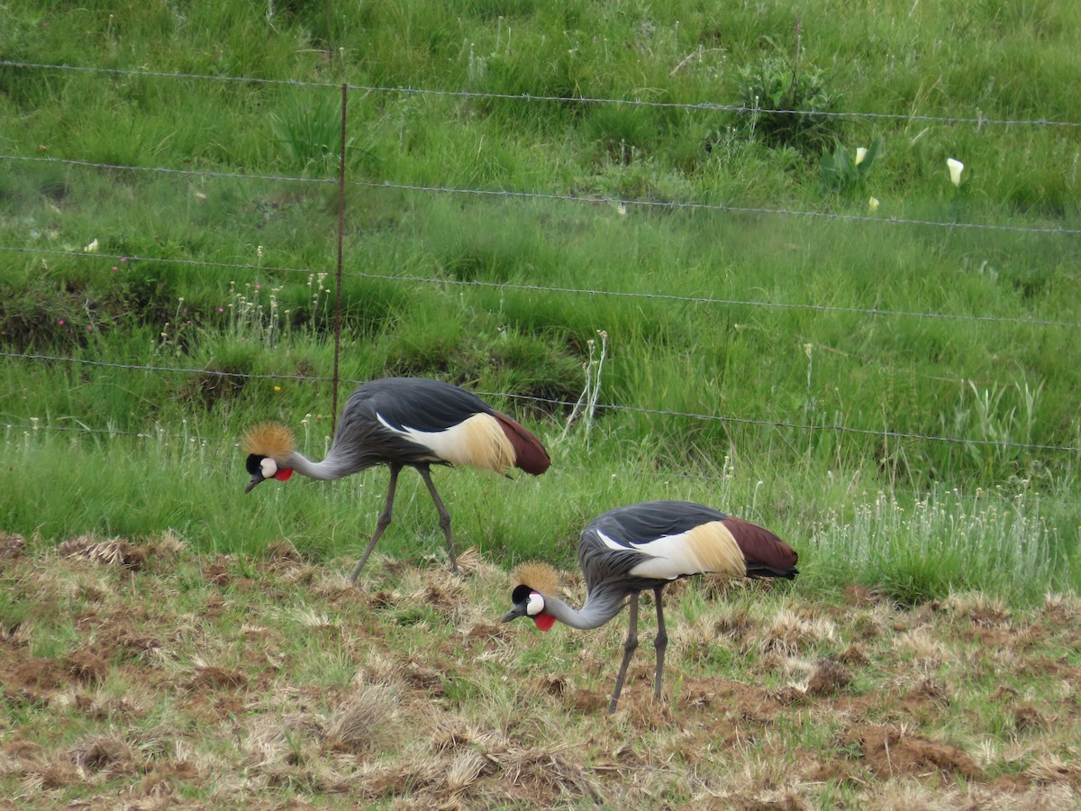 Gray Crowned-Crane - ML646247297