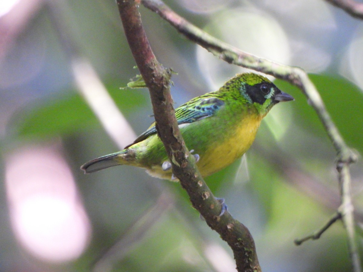 Green-and-gold Tanager - ML646247298
