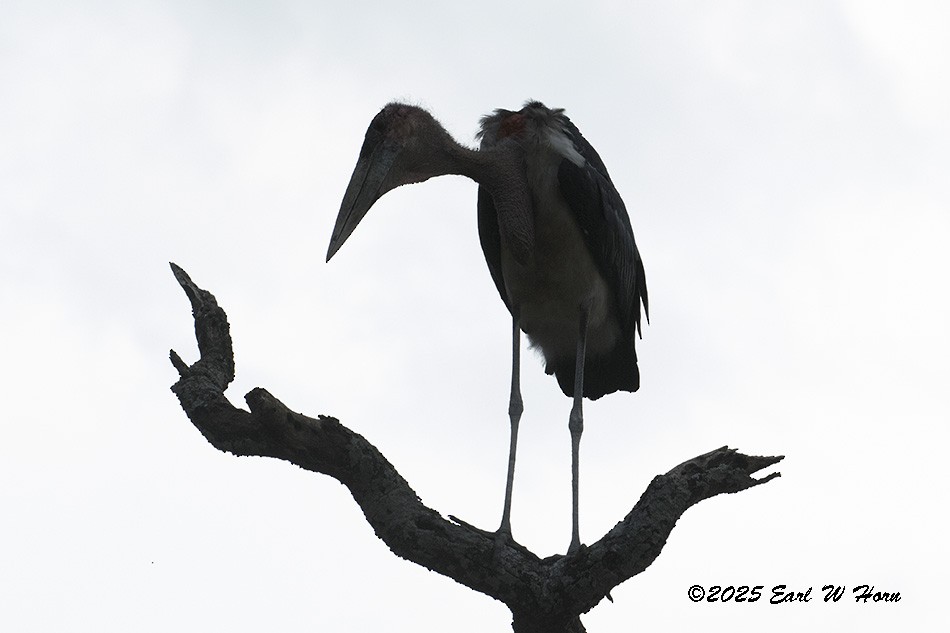 Marabou Stork - ML646247299