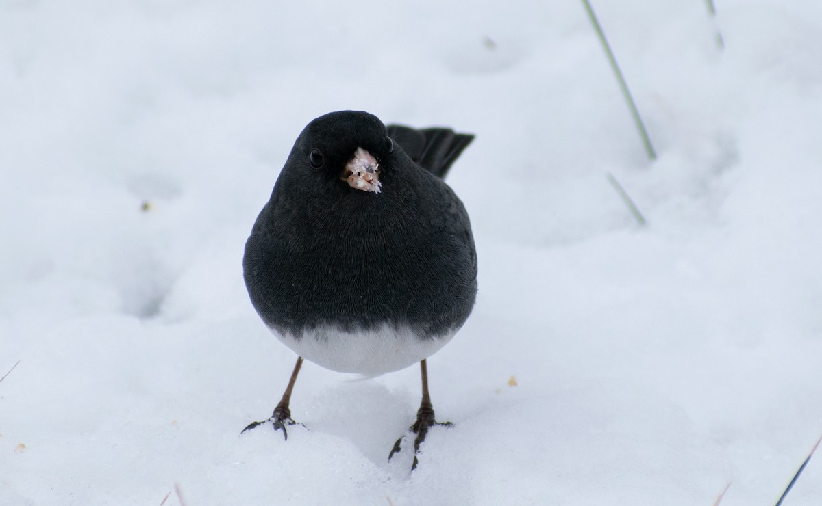 Dark-eyed Junco - ML646247300