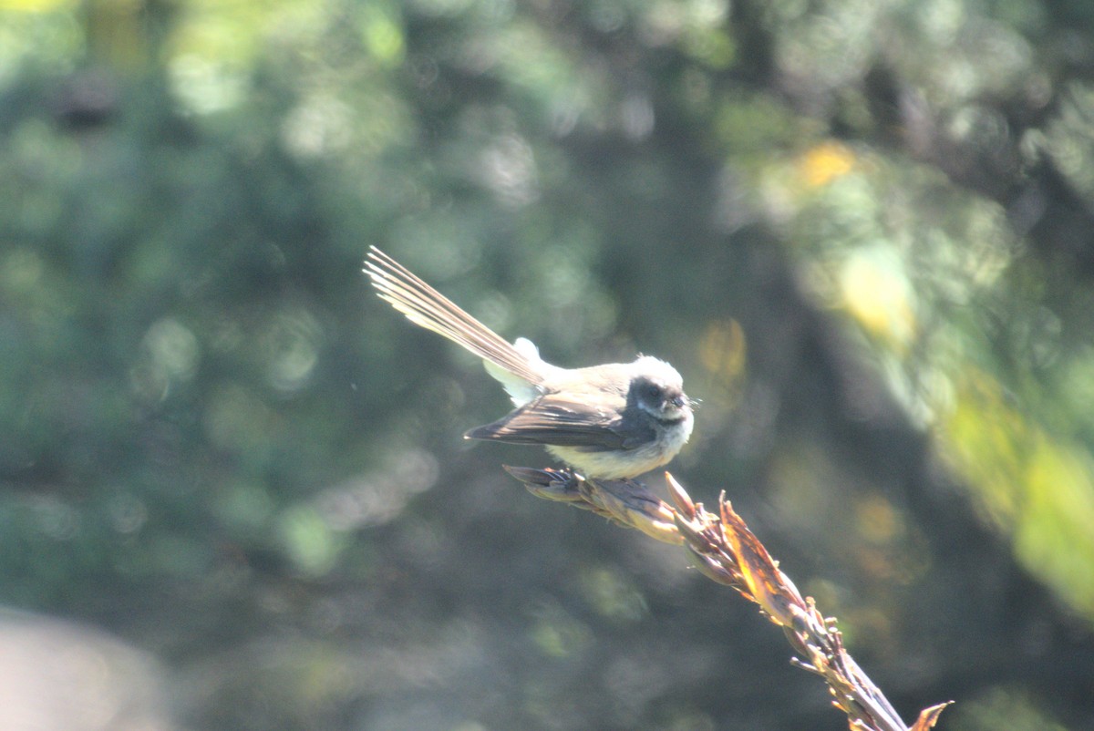 New Zealand Fantail - ML646247309