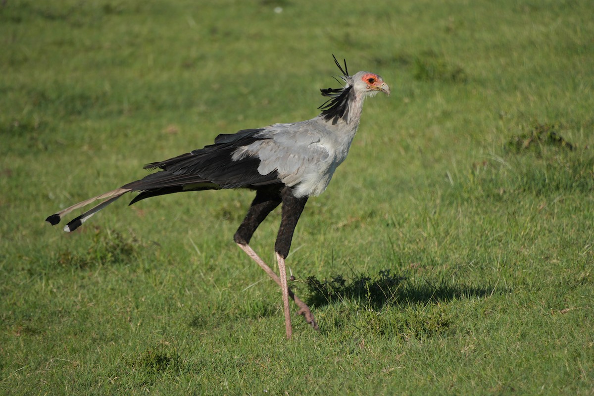 Secretarybird - ML646247312