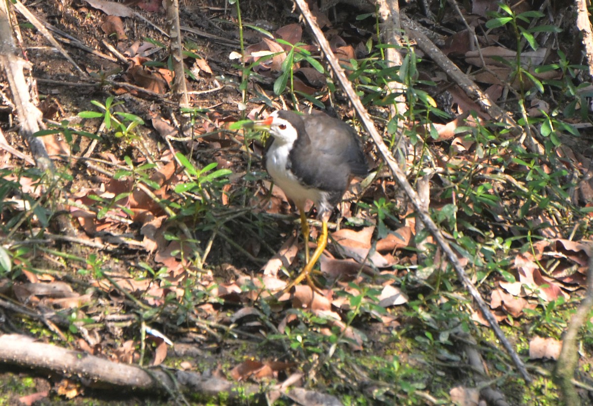 White-breasted Waterhen - ML646247315