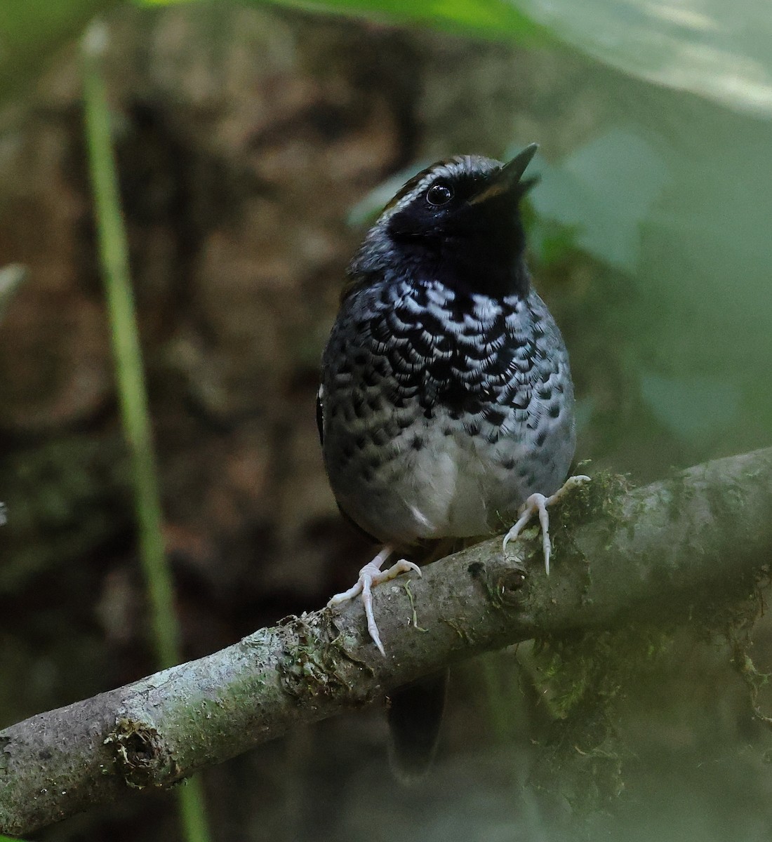 Squamate Antbird - ML646247317