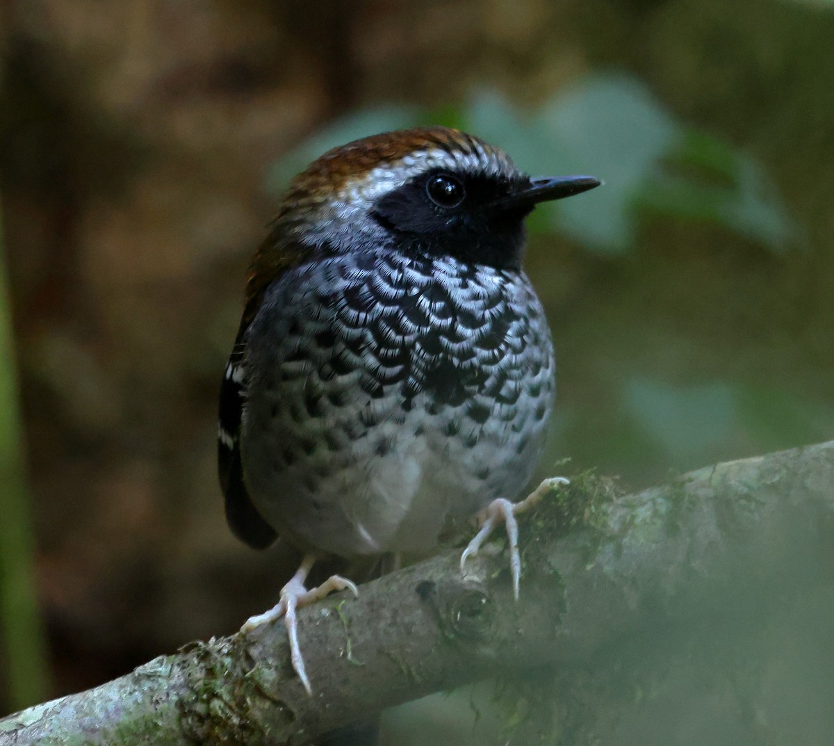 Squamate Antbird - ML646247318
