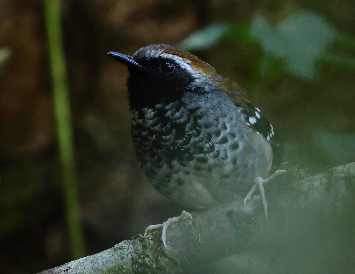 Squamate Antbird - ML646247319
