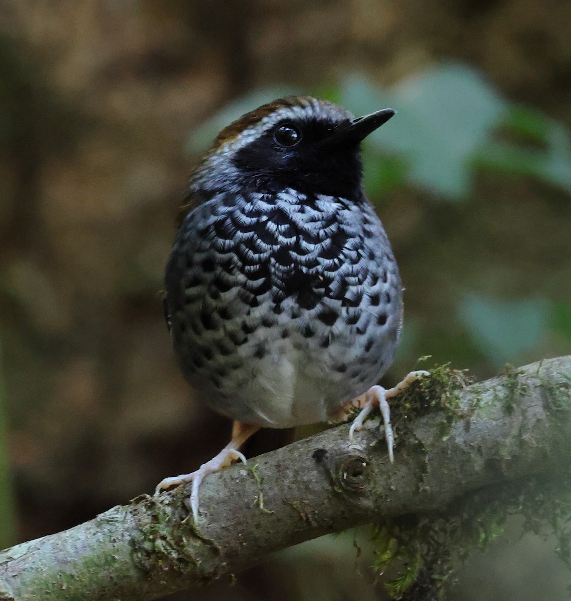 Squamate Antbird - ML646247320