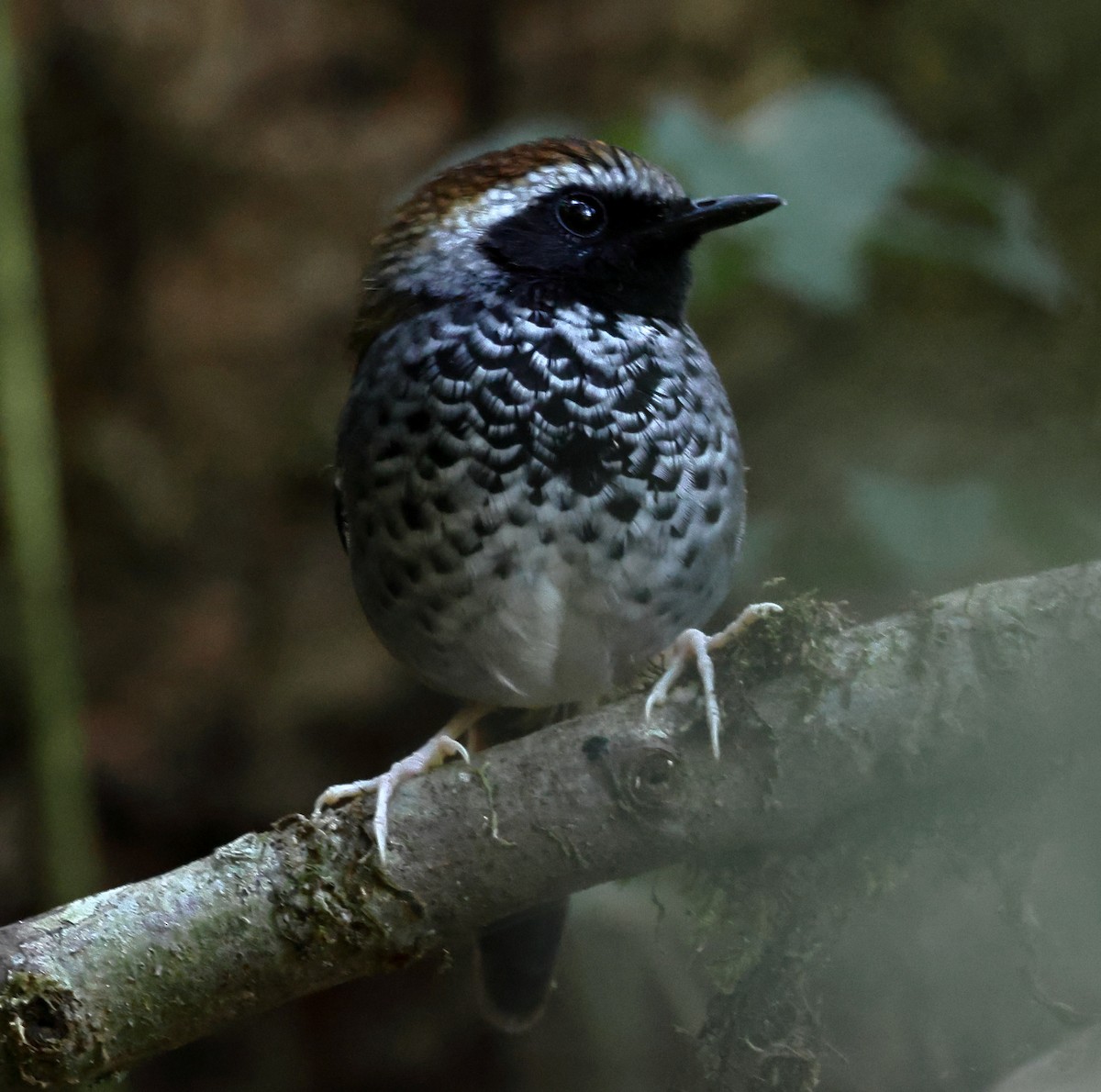 Squamate Antbird - ML646247321