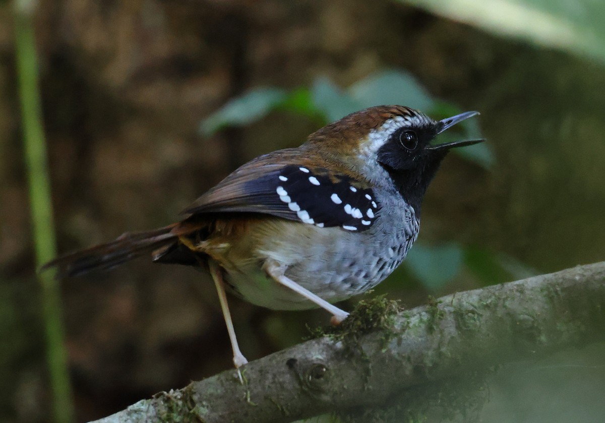 Squamate Antbird - ML646247322