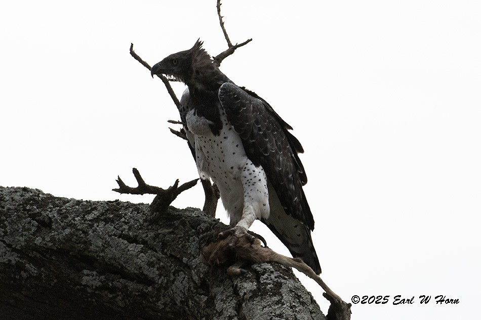 Martial Eagle - ML646247326