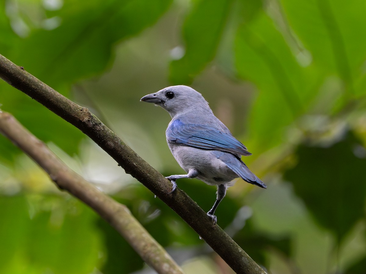 Blue-gray Tanager - ML646247327