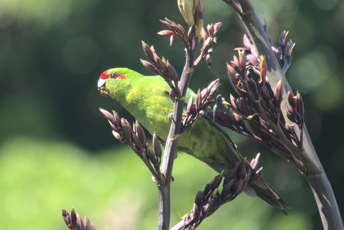 Red-crowned Parakeet - ML646247328