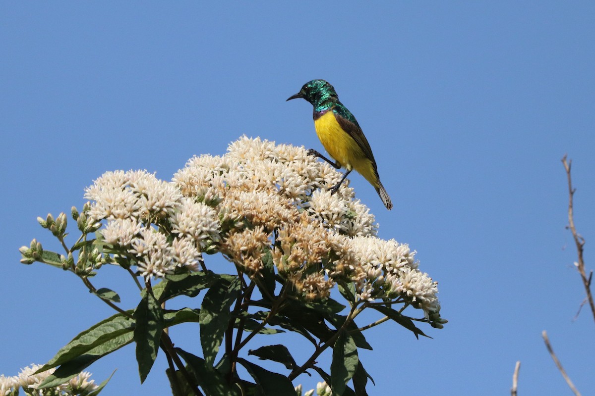 Collared Sunbird - ML646247329