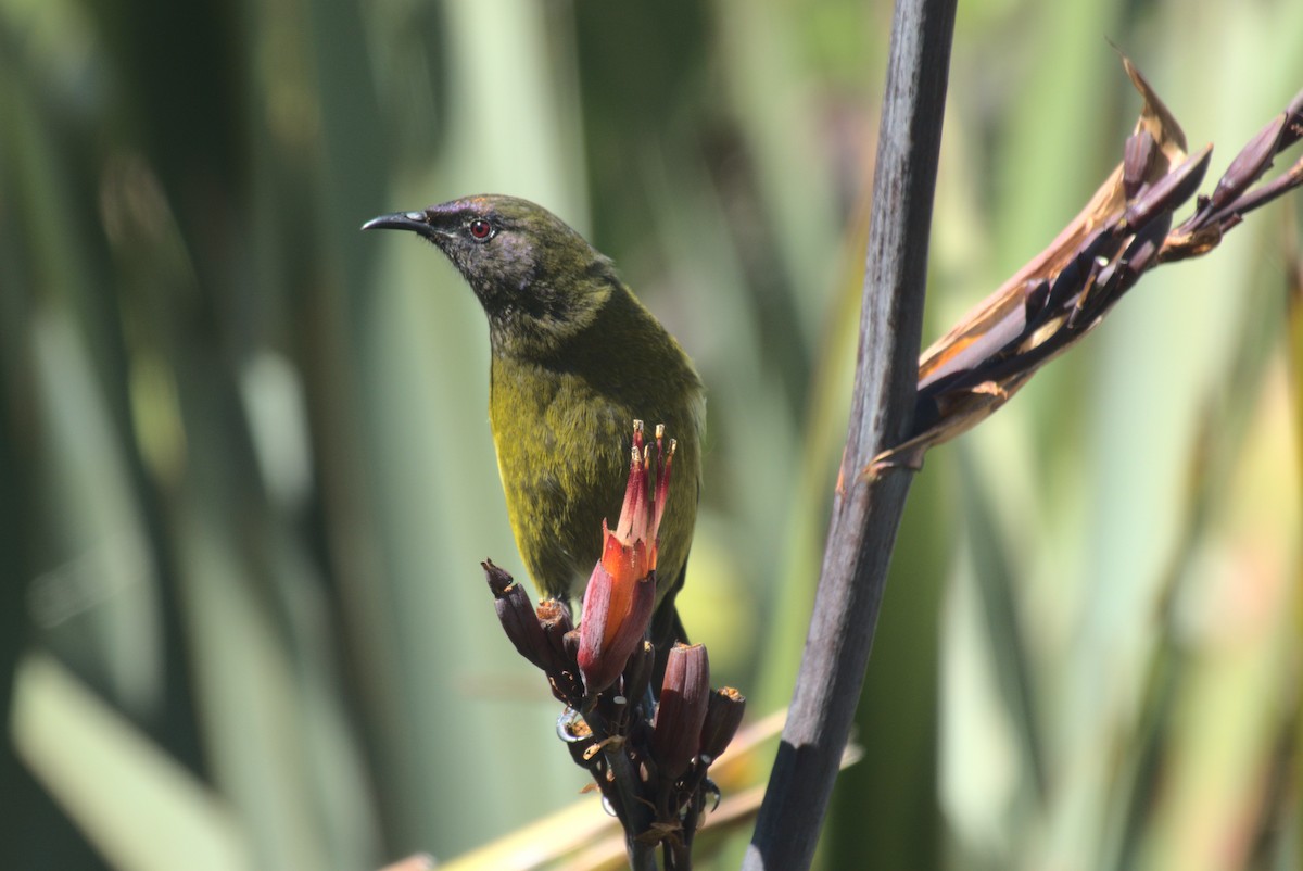 New Zealand Bellbird - ML646247330