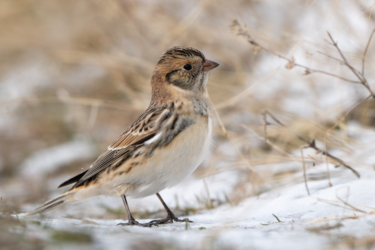 Lapland Longspur - ML646247332
