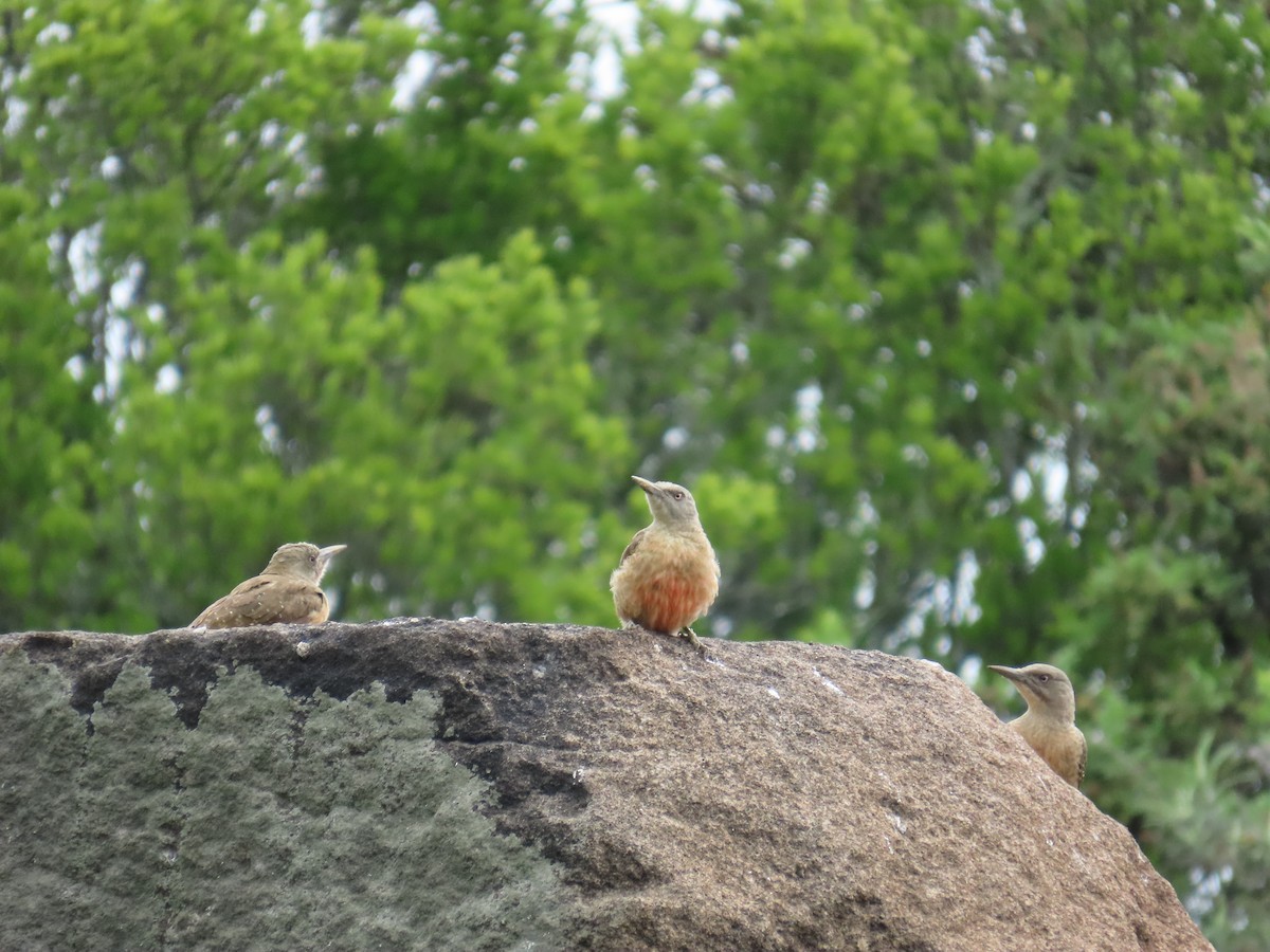 Ground Woodpecker - ML646247334