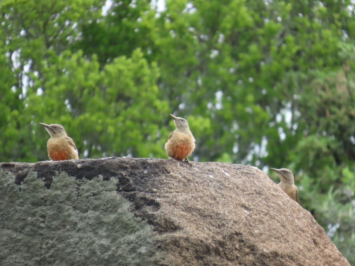 Ground Woodpecker - ML646247336