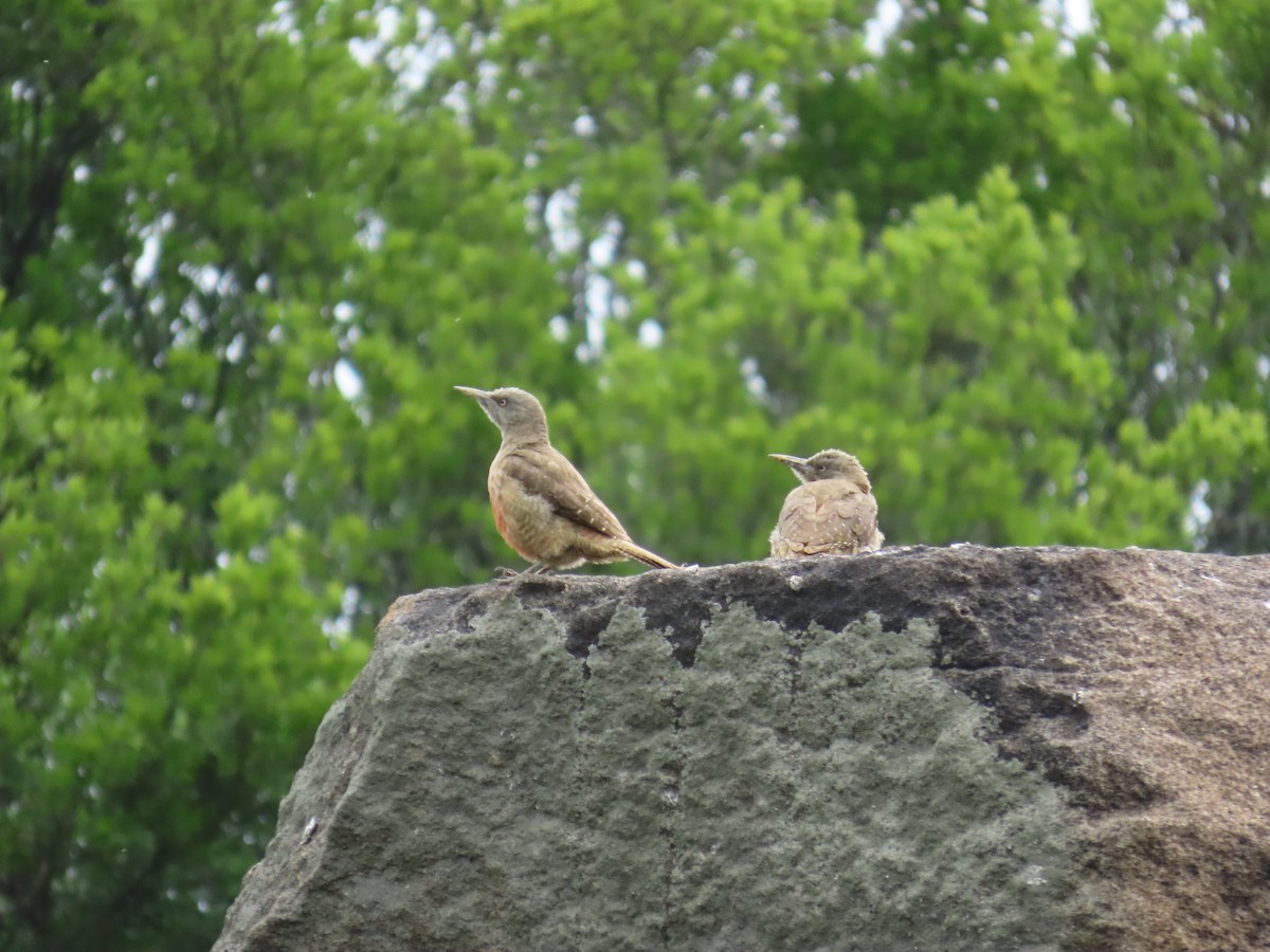 Ground Woodpecker - ML646247337