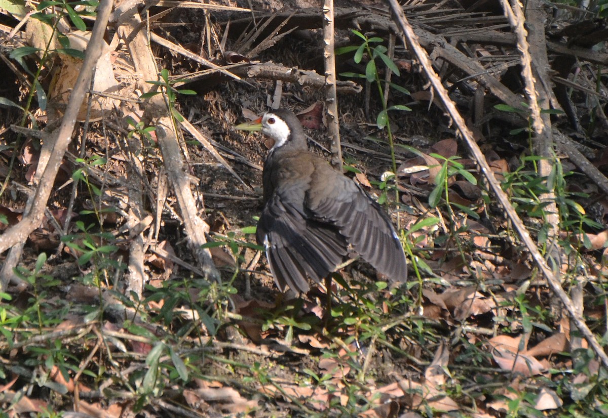 White-breasted Waterhen - ML646247338