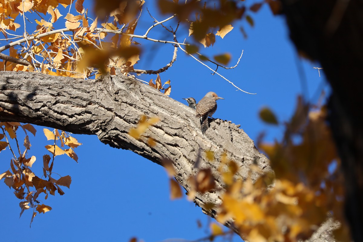 Northern Flicker - ML646247339