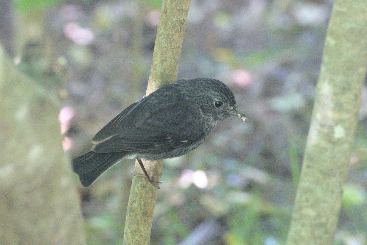 North Island Robin - ML646247340