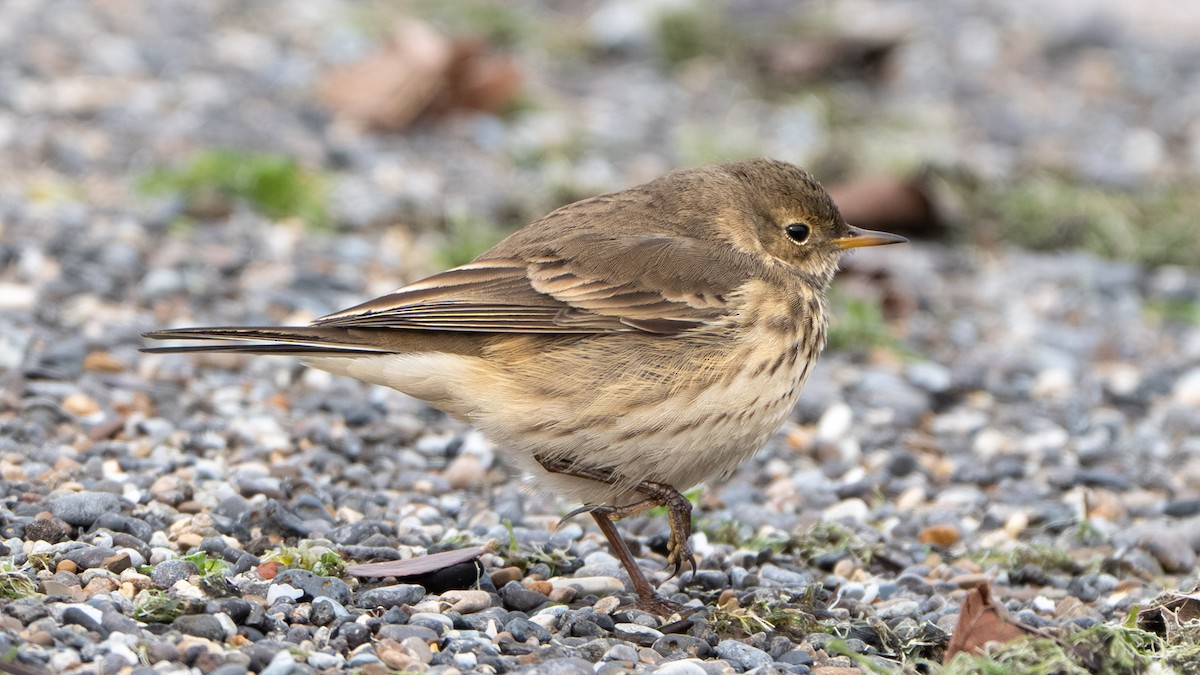 American Pipit - ML646247341