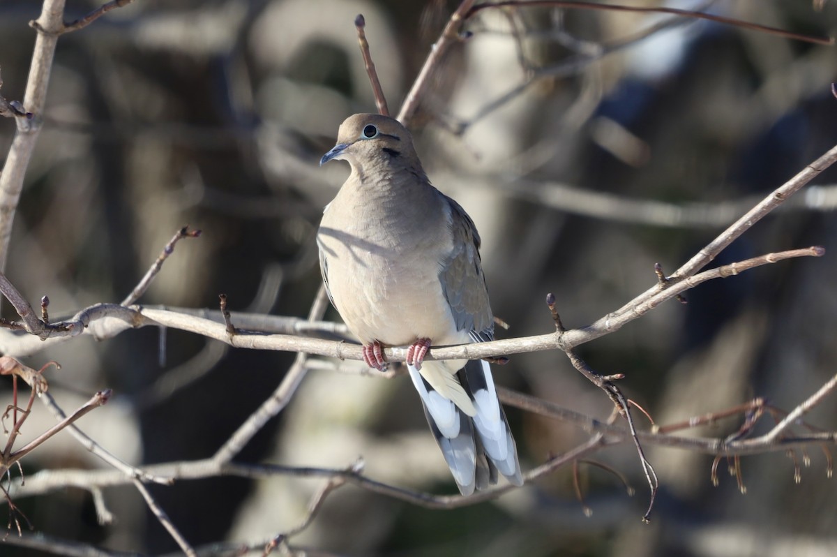 Mourning Dove - ML646247342