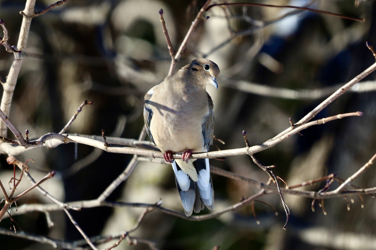 Mourning Dove - ML646247343