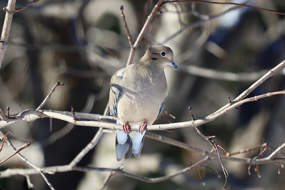 Mourning Dove - ML646247344