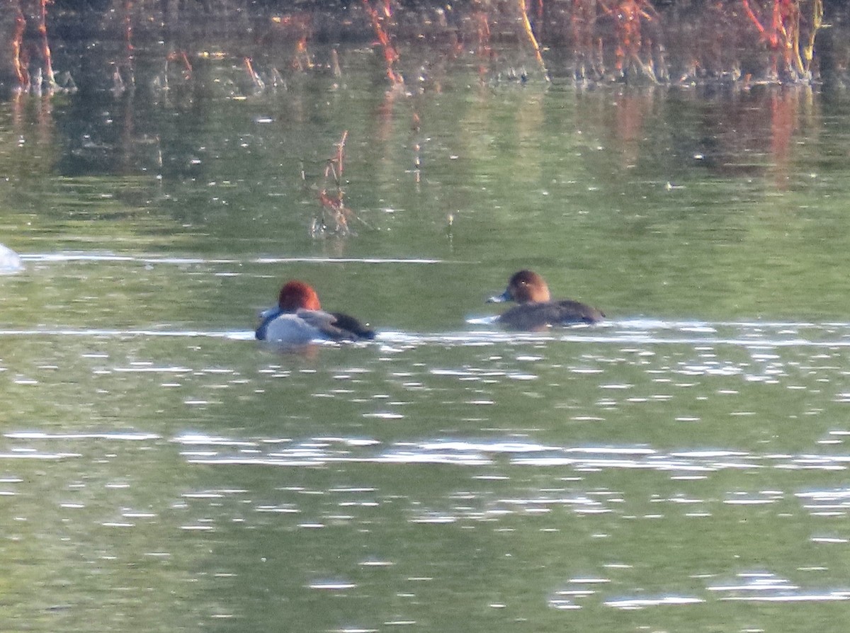 Redhead - ML646247345