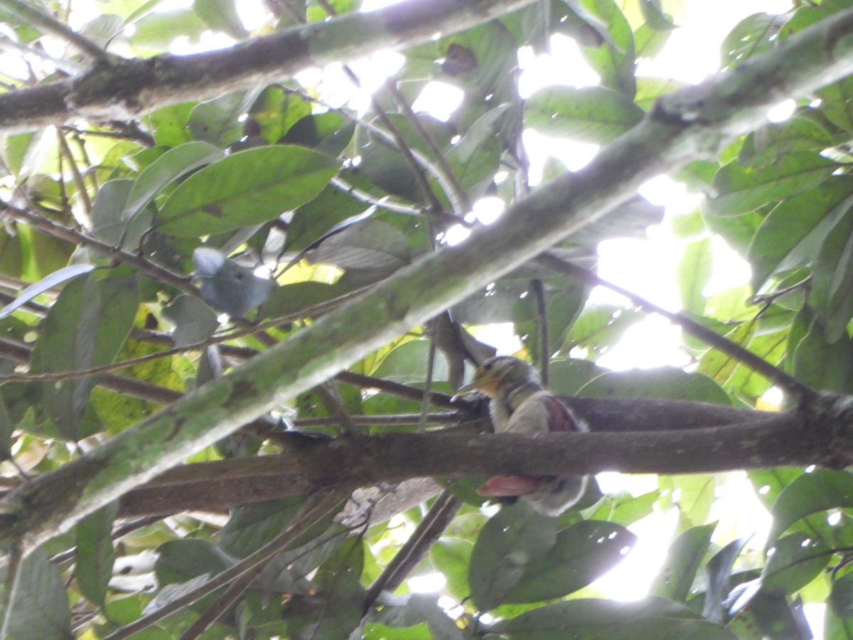 Chestnut-winged Foliage-gleaner - ML646247346