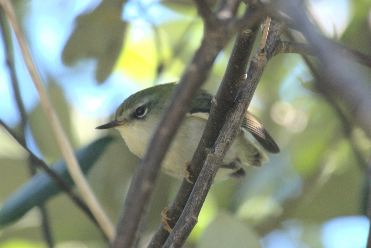 Rifleman - ML646247347