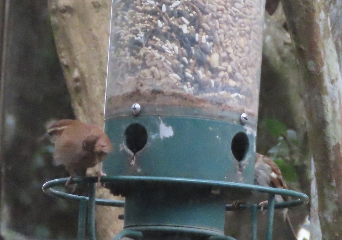 Carolina Wren - ML646247349