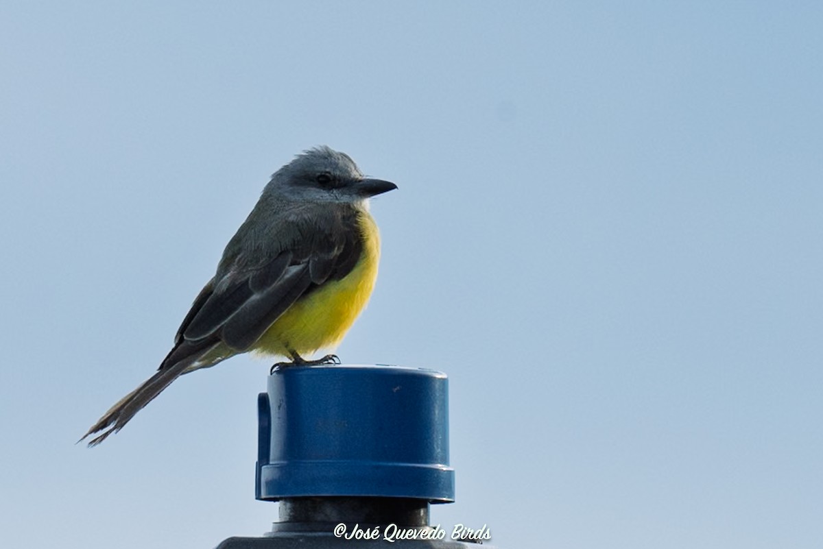 Tropical Kingbird - ML646247350