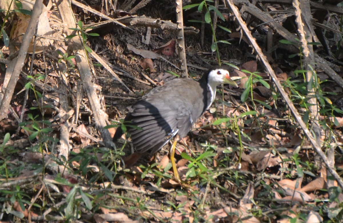 White-breasted Waterhen - ML646247351
