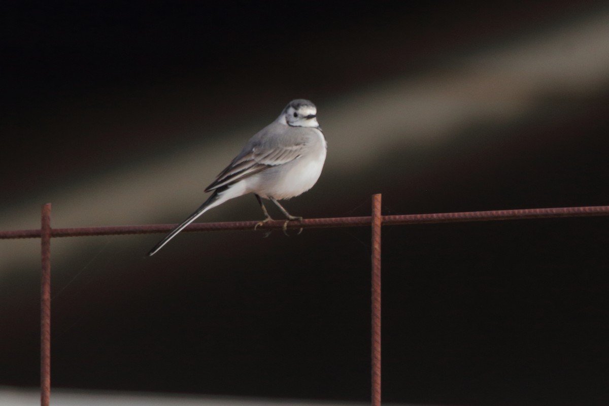 White Wagtail - ML646247352
