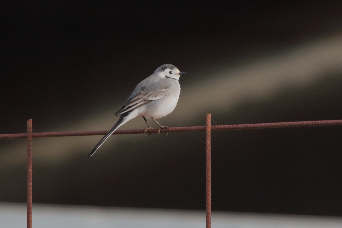 White Wagtail - ML646247353