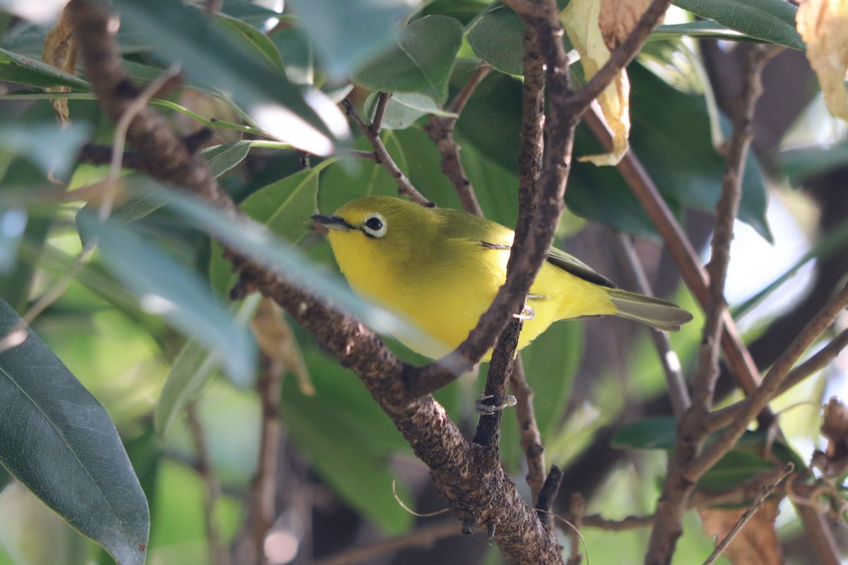 Southern Yellow White-eye - ML646247354