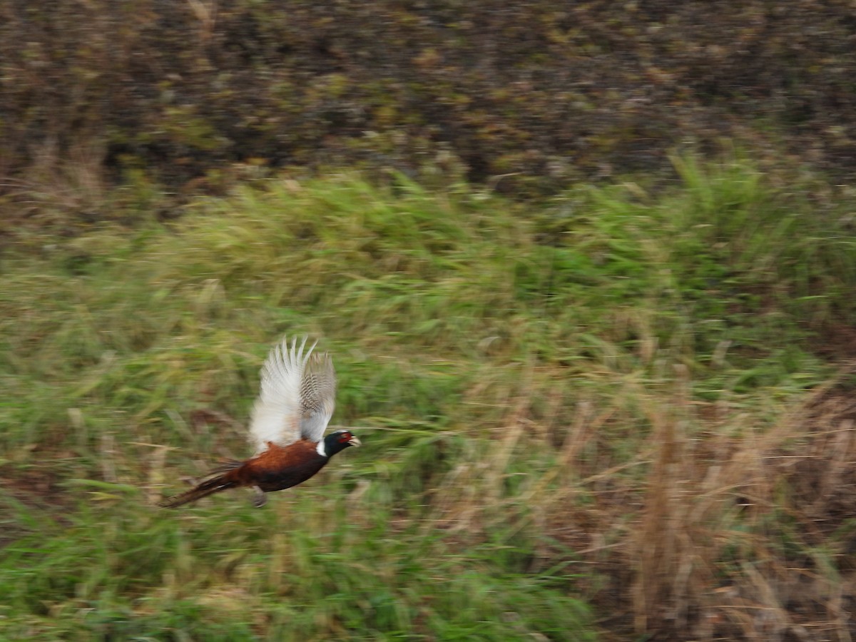 Ring-necked Pheasant - ML646247355