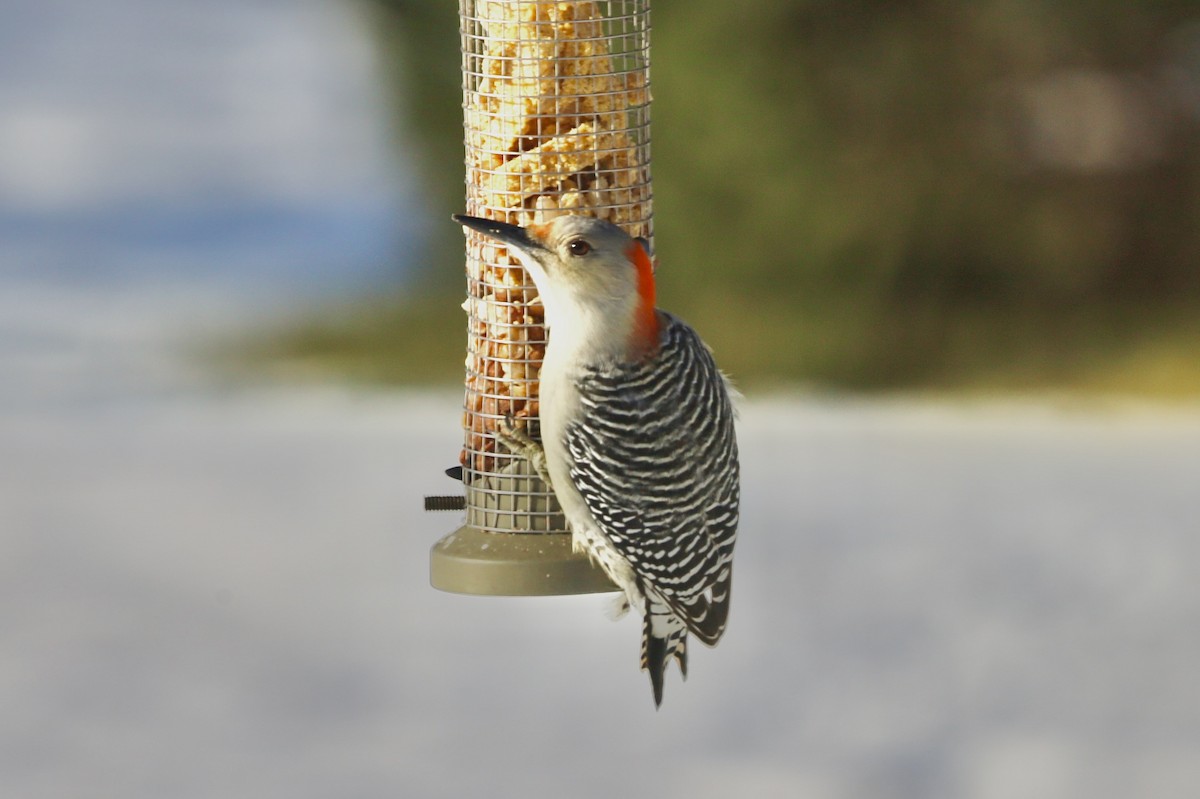 Red-bellied Woodpecker - ML646247356