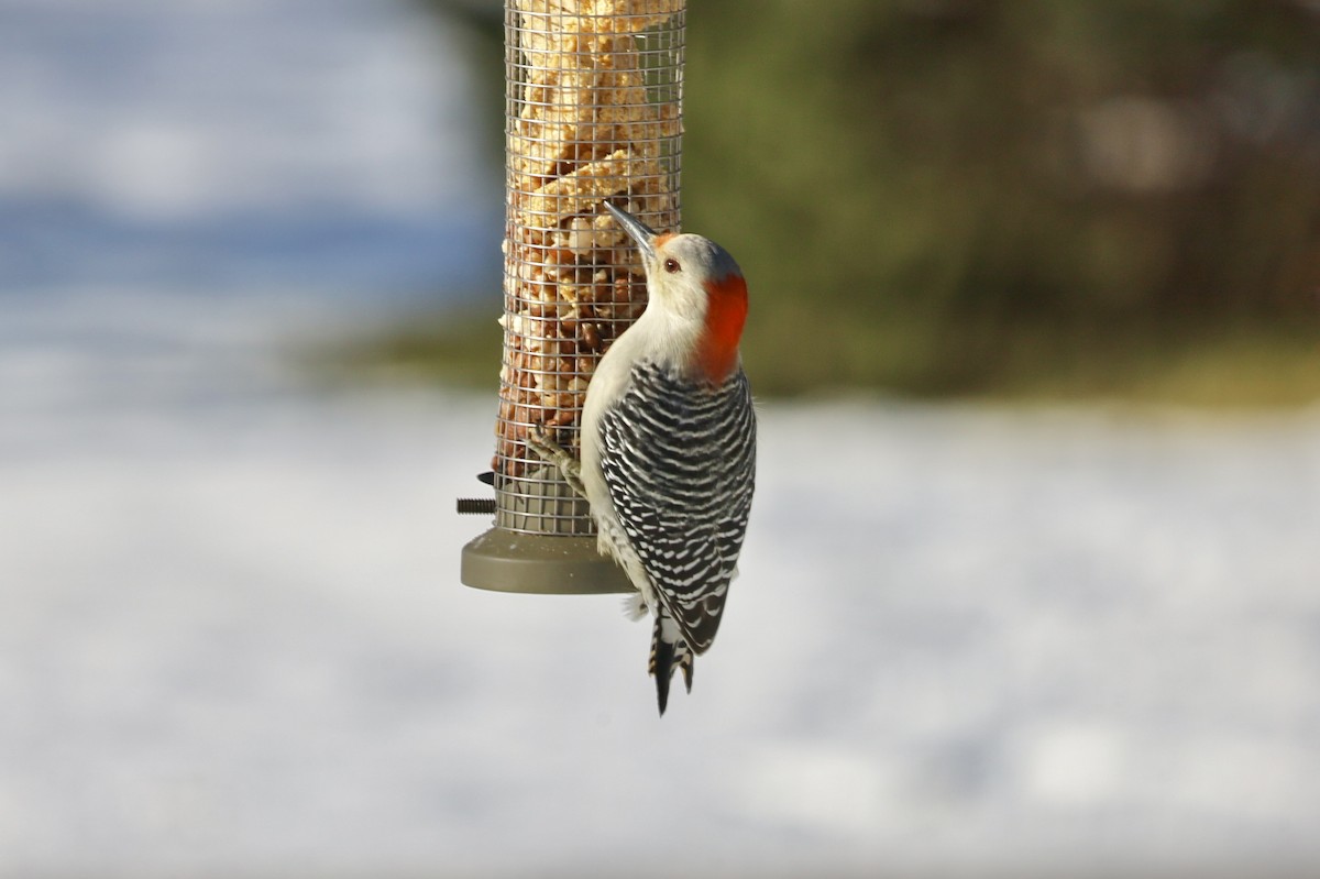 Red-bellied Woodpecker - ML646247357