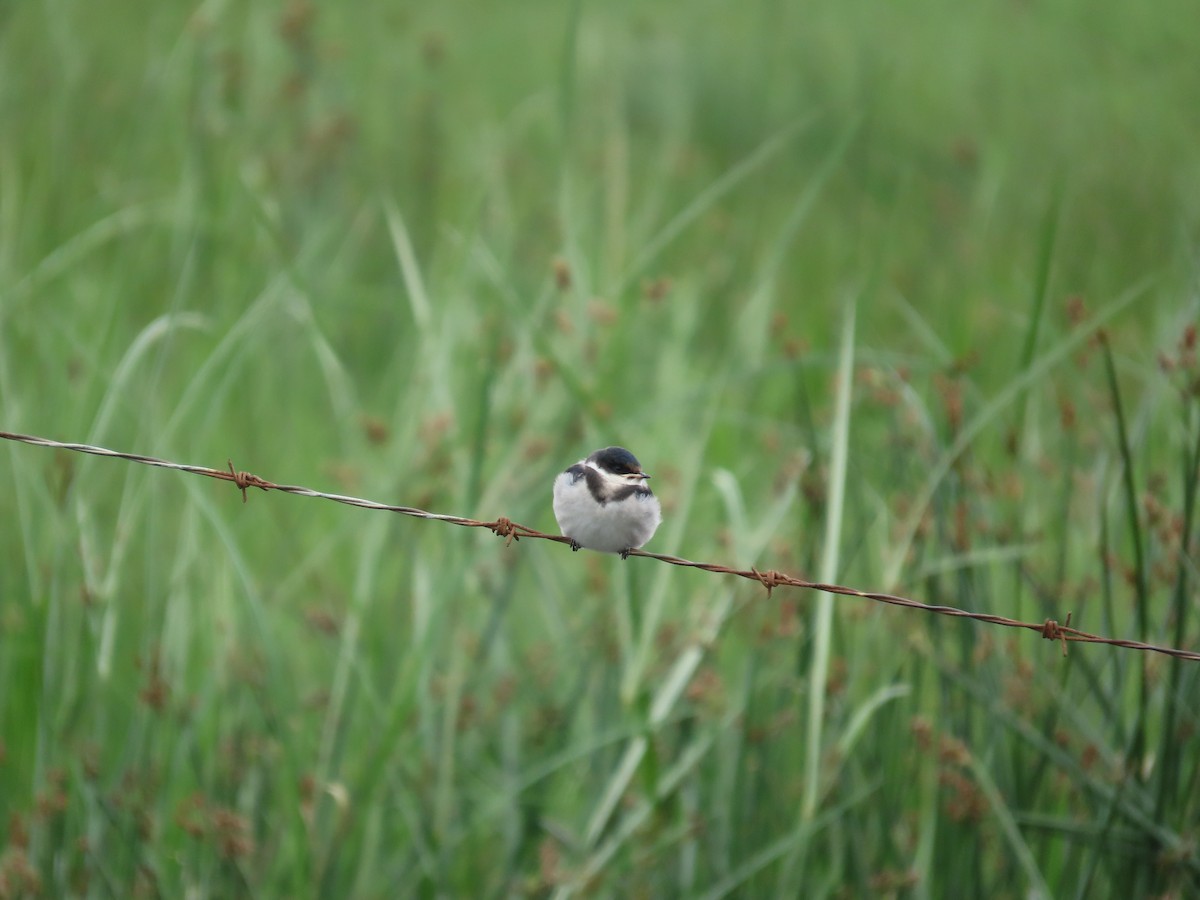 White-throated Swallow - ML646247358
