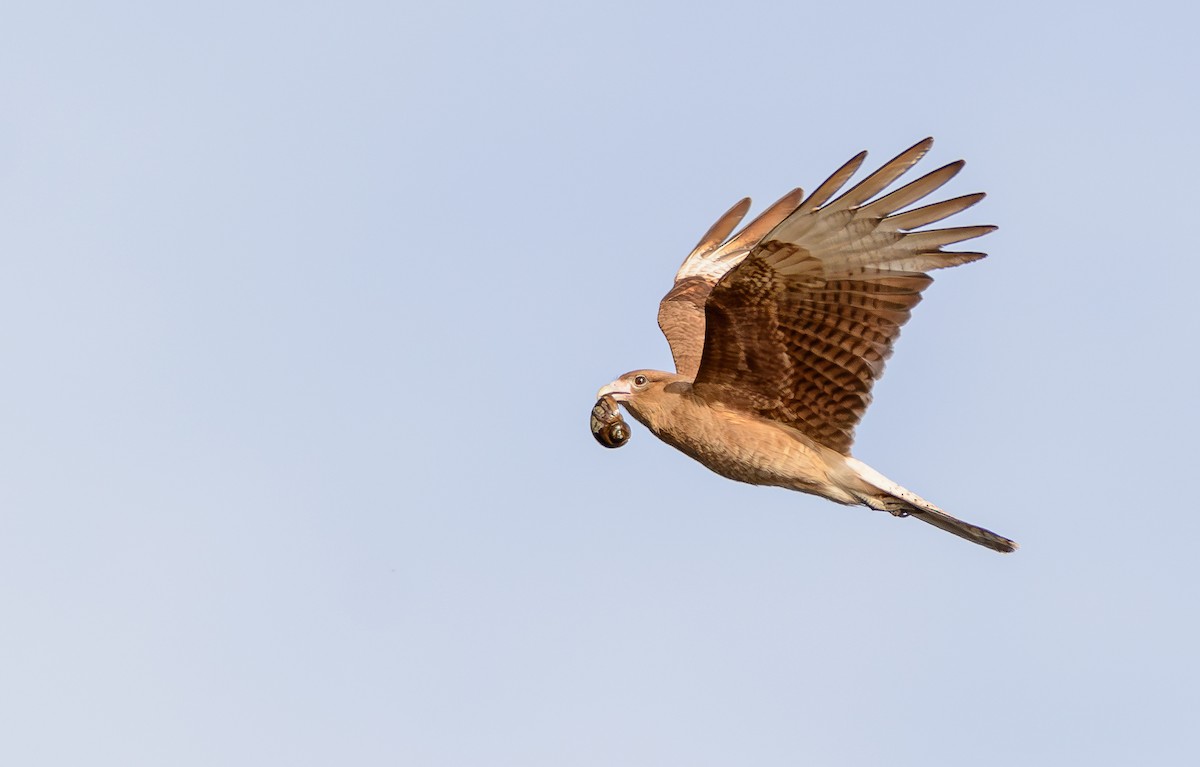 čimango argentinský - ML646247359