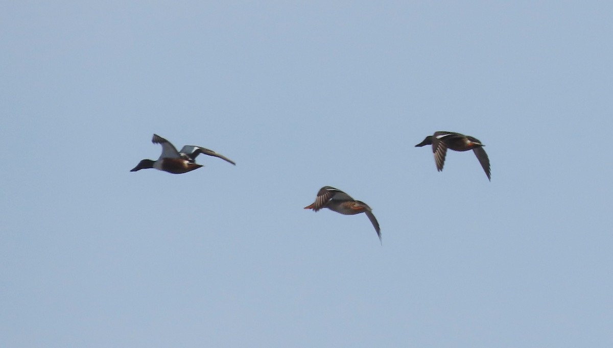 Northern Shoveler - ML646247360