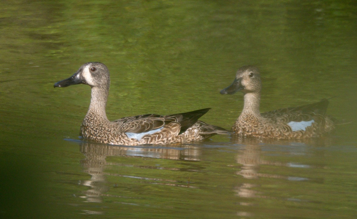 Blue-winged Teal - ML646247368
