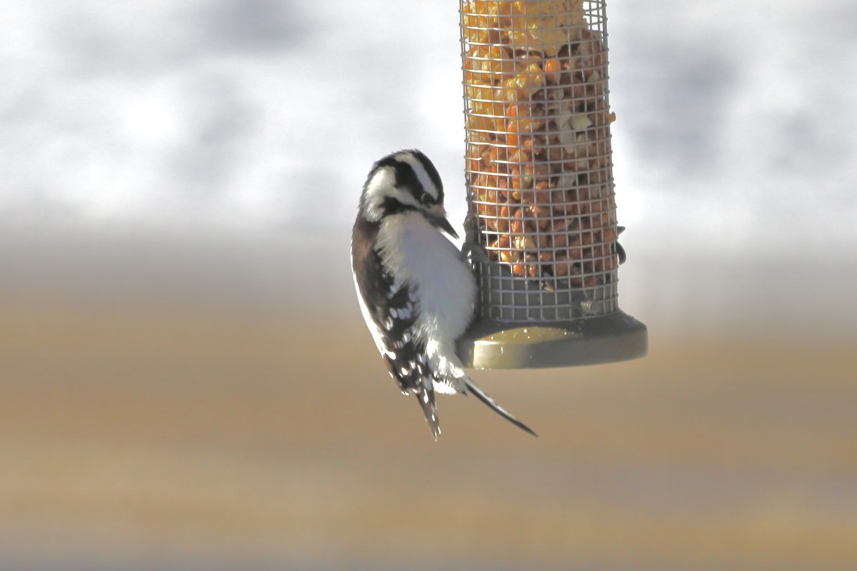 Downy Woodpecker - ML646247369