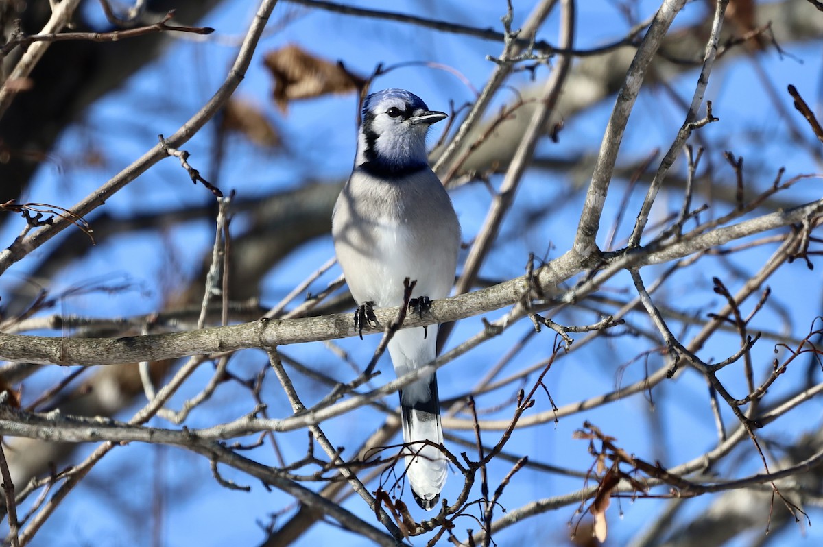 Blue Jay - ML646247371