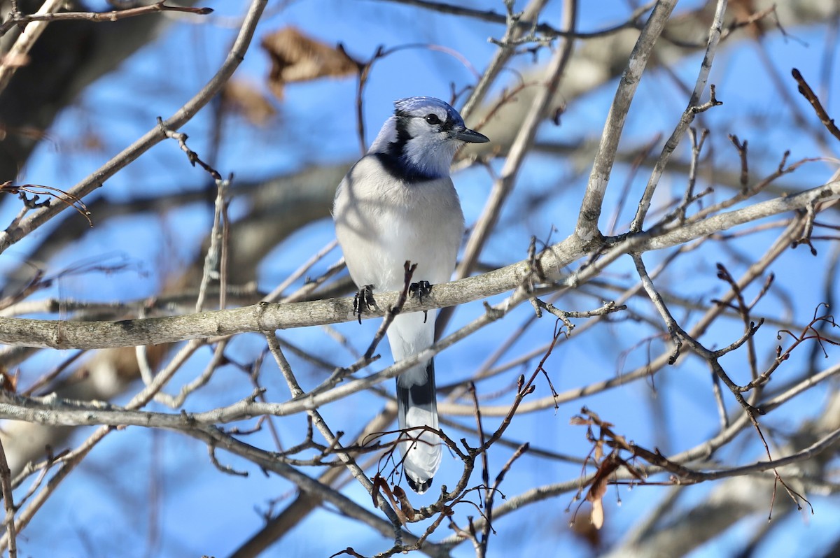 Blue Jay - ML646247372