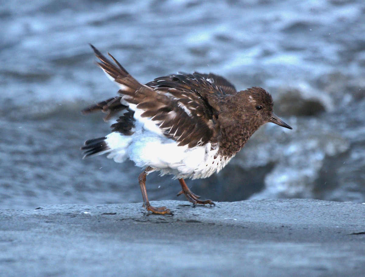 Black Turnstone - ML646247378